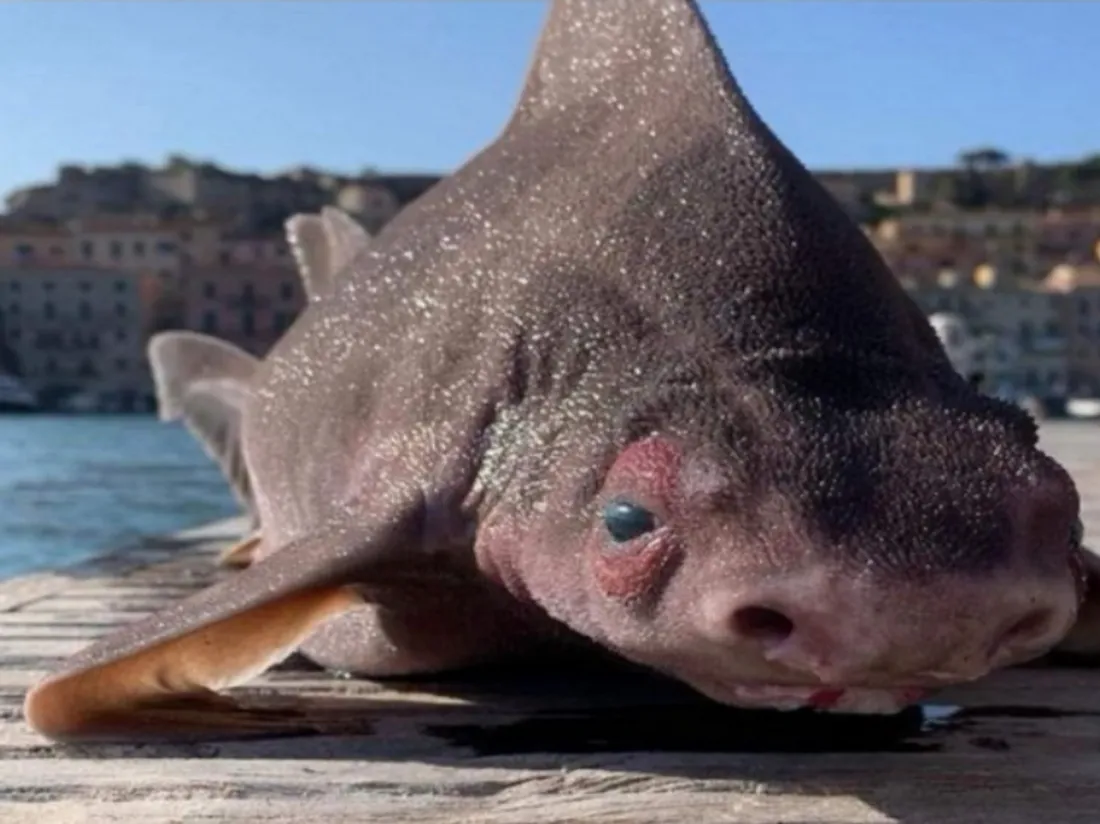 Un mammifère marin "mutant" entre le requin et le cochon